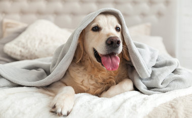 10 dicas para manter seu cão saudável na quarentena