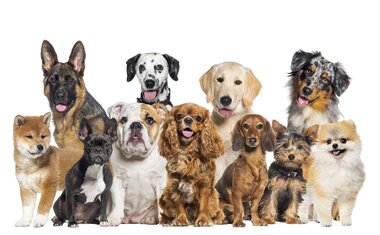Imagem de destaque para Conheça as 5 raças de cachorros mais caras do mundo