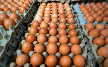 Nem crus, nem cozidos: saiba como manter os ovos na geladeira para que durem mais