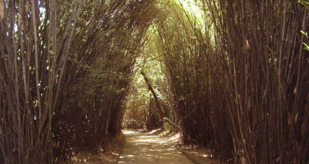 Jardim Botânico